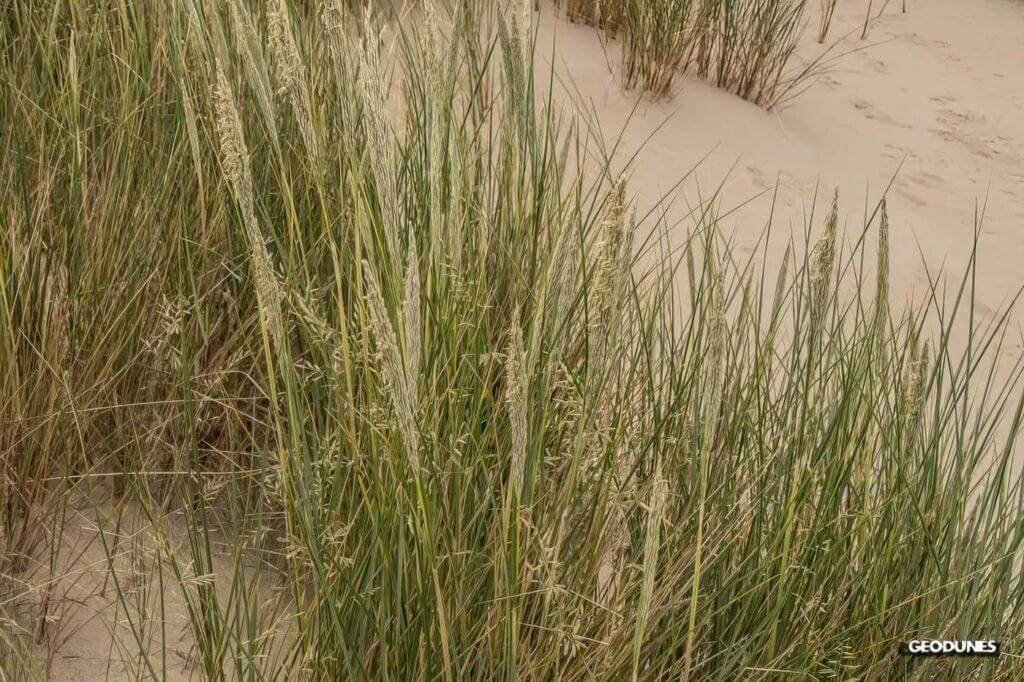 Exploration des Dunes du Nord Pas-de-Calais : Formation, Impact Anthropique et Biodiversité Végétale