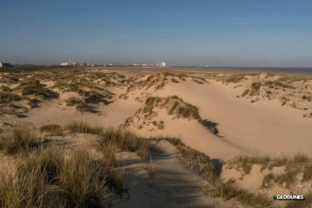 Dans l’axe du profil topographique qui recoupe l’ensemble du cordon dunaire