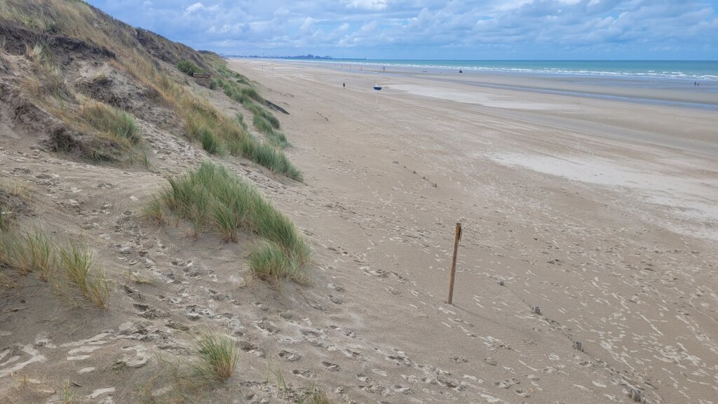 CoastSnap 59 : trois ans pour suivre l’effet des ganivelles sur la dune Dewulf à Zuydcoote 12 zdc 20260821 1504 4137 Noemie Leblanc 218m